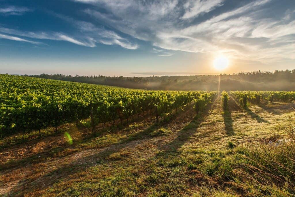A vineyard at sunrise
