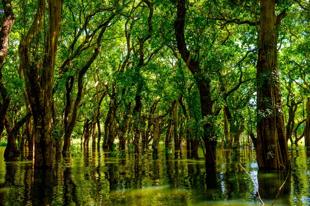 Flooded,Trees,In,Mangrove,Rain,Forest.,Kampong,Phluk,Village.,Cambodia